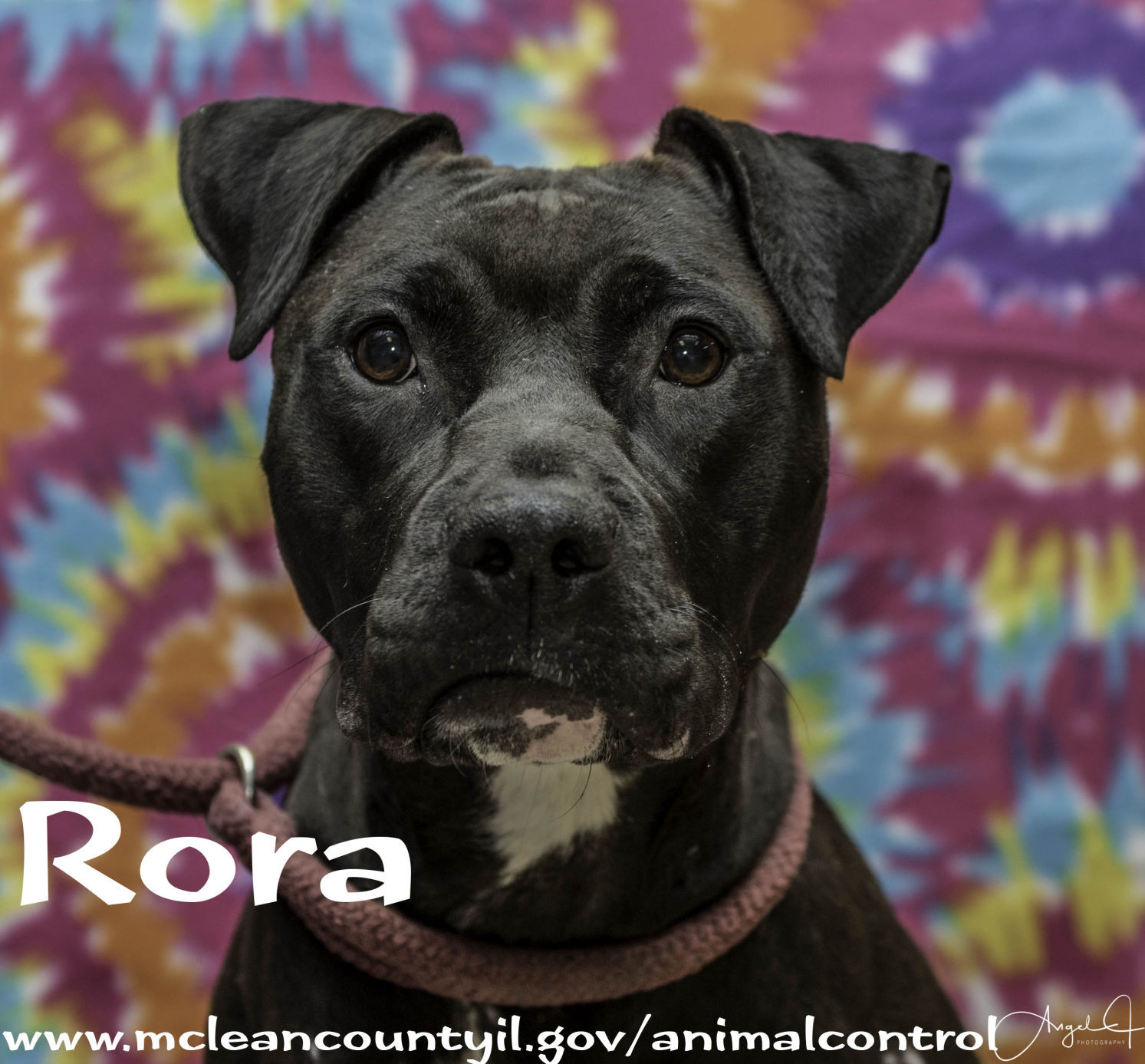 Rora - McLean County Animal Control